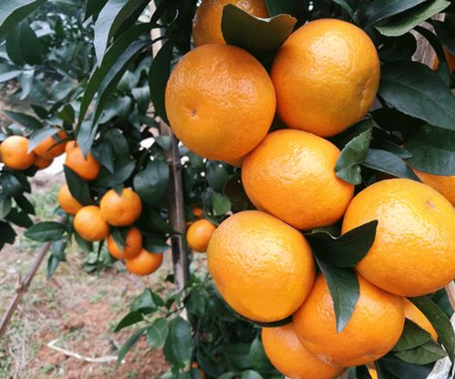 探访湖南千思农林 世纪红美国糖橘苗种植基地高清图赏